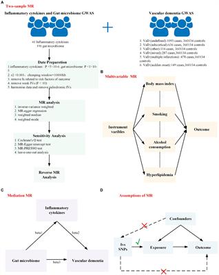 Role of inflammatory cytokines and the gut microbiome in vascular dementia: insights from Mendelian randomization analysis